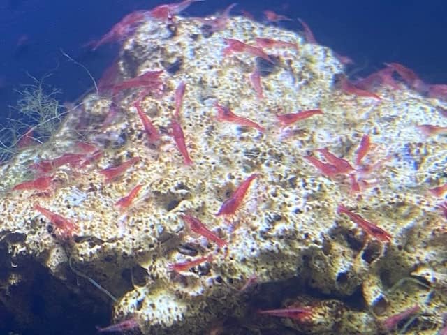 Veliki havajski crveni škampi otvorena Ekosfera sa 30+ OPAE Ula škampi SHRIMPARIUM