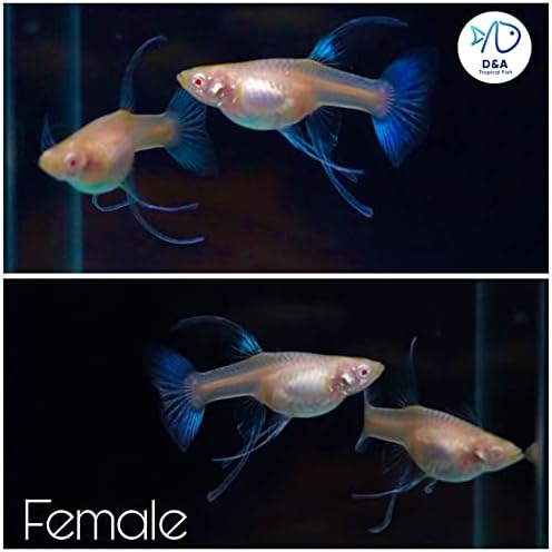 D& tropska živa riba - Abino plava Topaz trake Guppy žive ribe za akvarijume, žive ribe slatka voda )